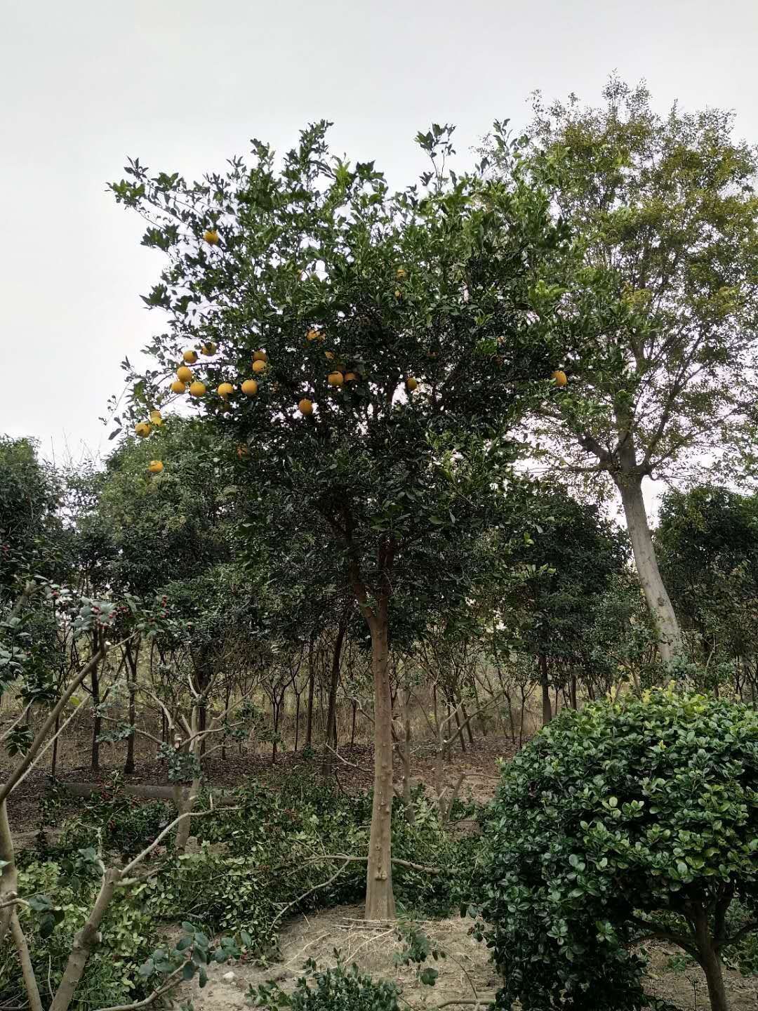 扬州农业企业挂牌_江苏股权交易中心农业板_农业板块成功挂牌是什么意思