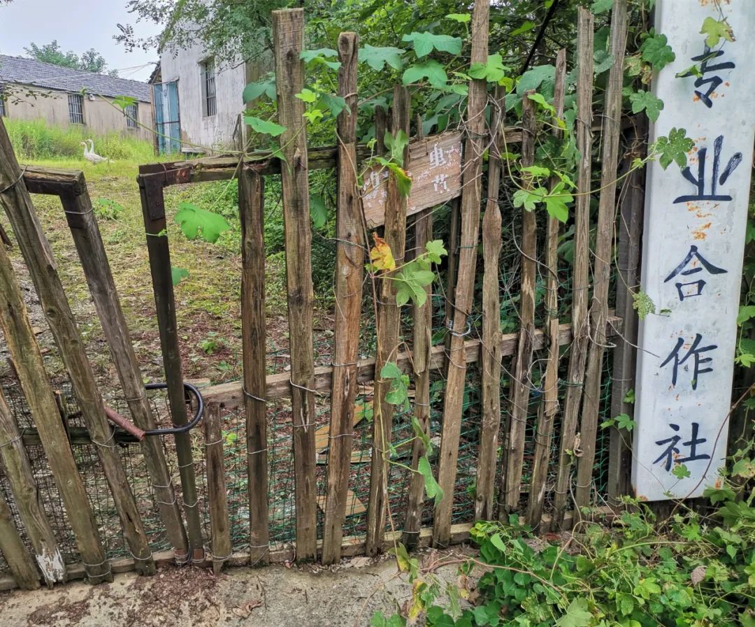 建筑行业成虚开重灾区，警惕苗木发票风险！附 3.8 亿虚开案例