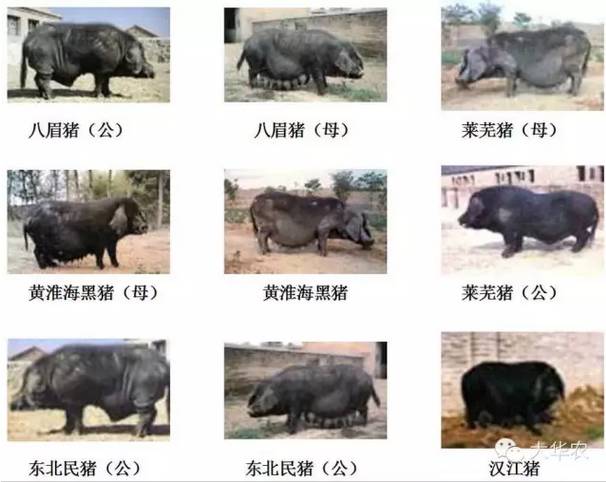 中国六大地方猪种分类解析：华北型猪的分布、代表品种与生物学特征