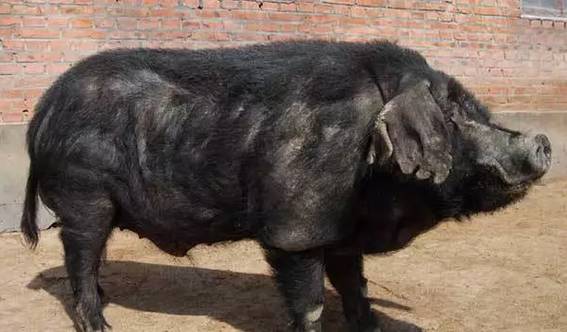 地方品种_中国地方猪种分类_华北型猪种特点