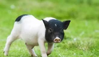 中国地方猪种分类_华北型猪种特点_地方品种