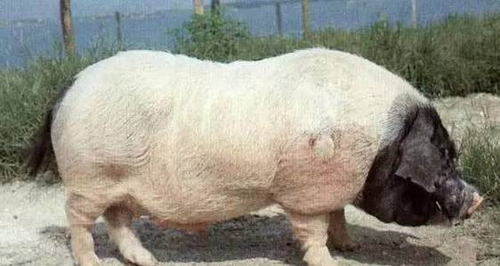 中国地方猪种分类_华北型猪种特点_地方品种