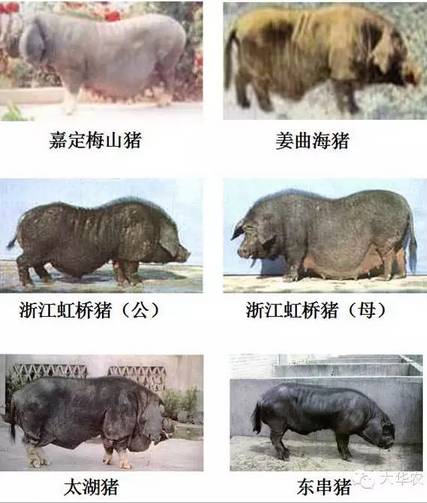 地方品种_华北型猪种特点_中国地方猪种分类