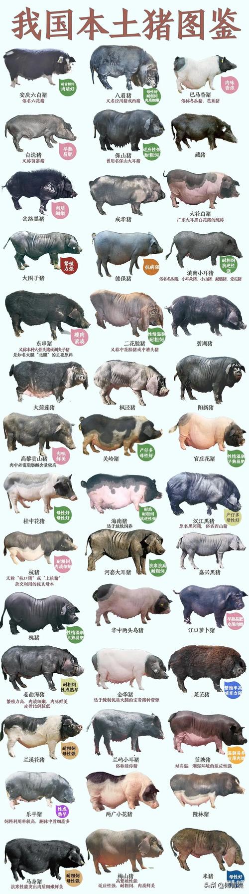 中国地方猪种分类_华北型猪种特点_地方品种