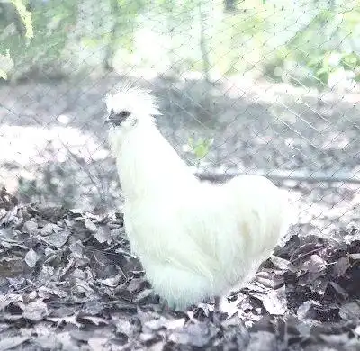 中国地方鸡种介绍_地方品种_北京油鸡特点详解