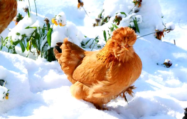 地方品种_北京油鸡特点详解_中国地方鸡种介绍