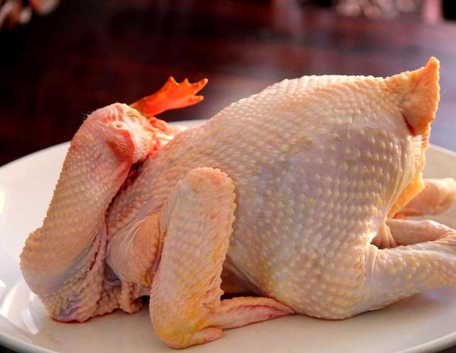 北京油鸡特点详解_中国地方鸡种介绍_地方品种