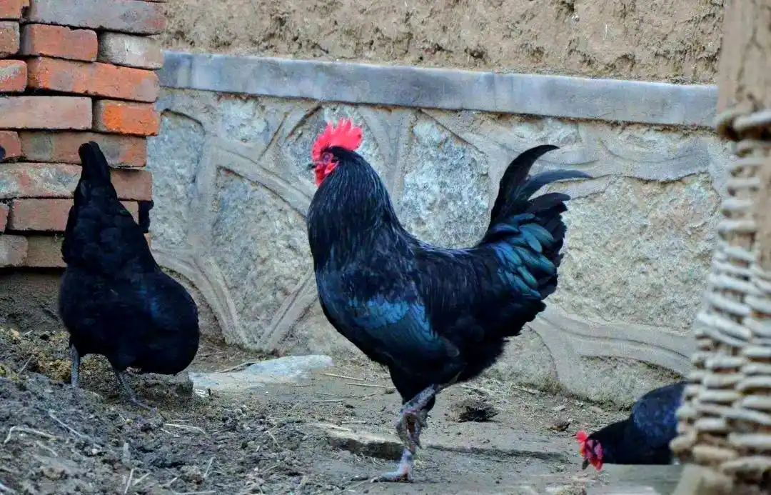 土鸡养殖方法_土鸡品种介绍_地方品种