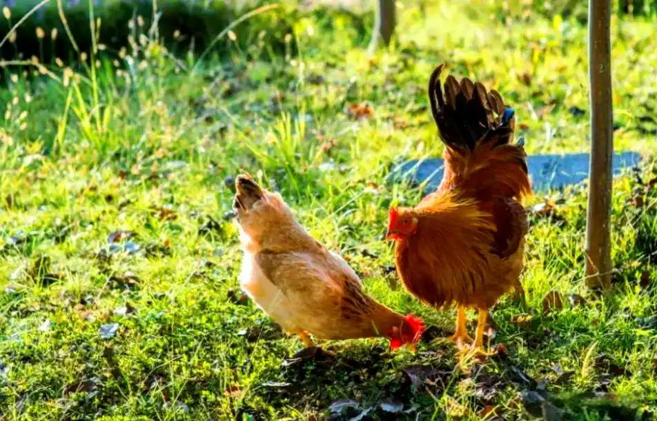 土鸡品种介绍_地方品种_土鸡养殖方法