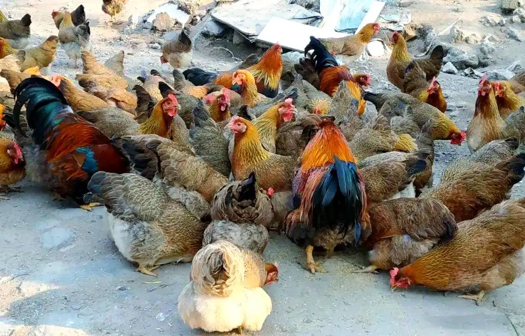 土鸡品种介绍_地方品种_土鸡养殖方法