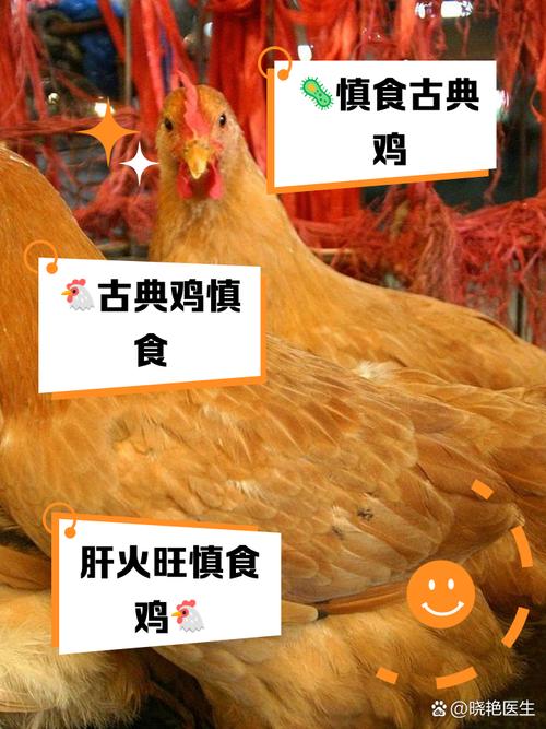 土鸡品种介绍_地方品种_土鸡养殖方法