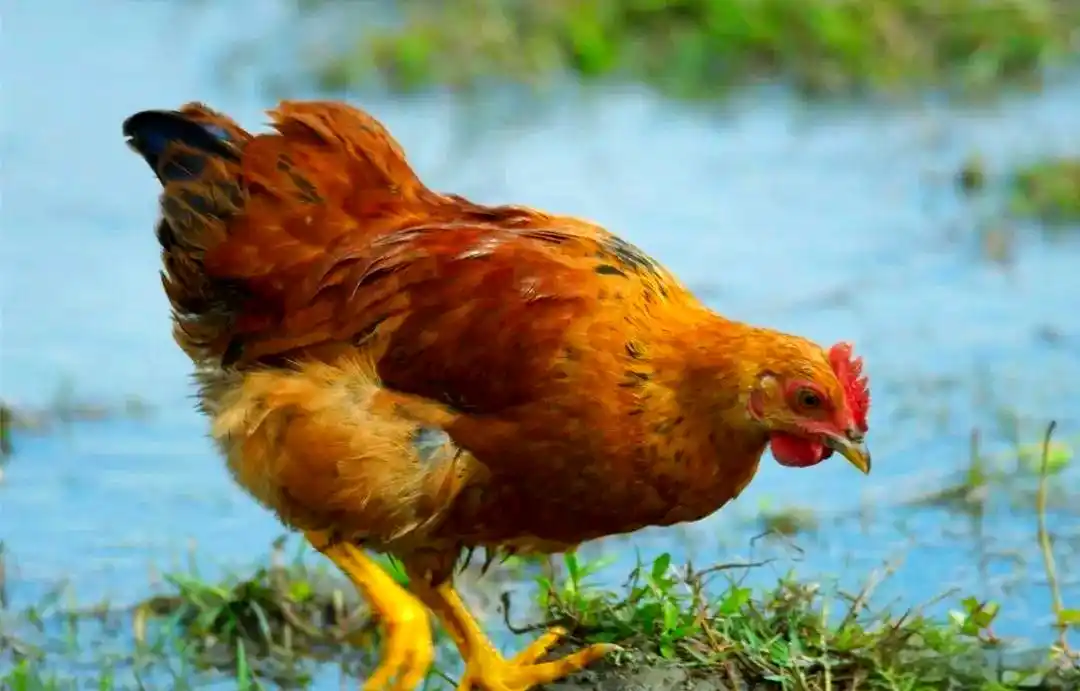 土鸡养殖方法_土鸡品种介绍_地方品种