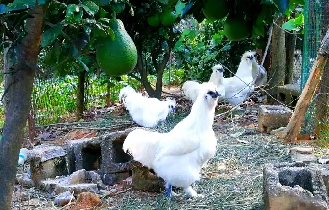 土鸡品种介绍_土鸡养殖方法_地方品种