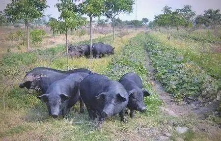 中国地方猪种概述：皖浙花猪、莆田猪的特点与分类全解析