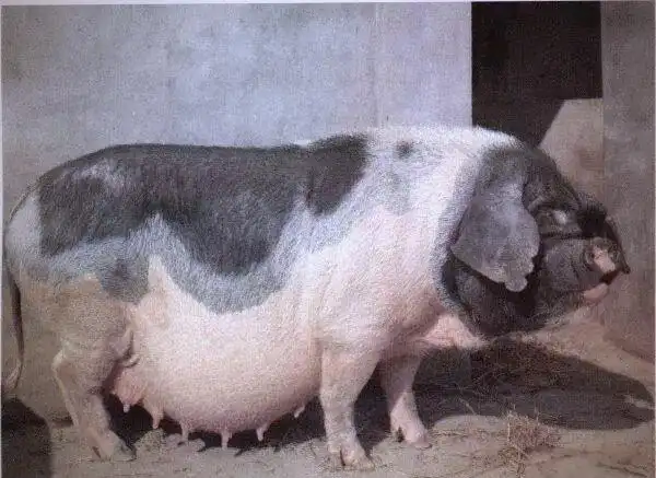 皖浙花猪特点_地方品种_中国地方猪种介绍