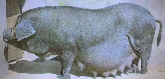 中国地方猪种介绍_地方品种_皖浙花猪特点