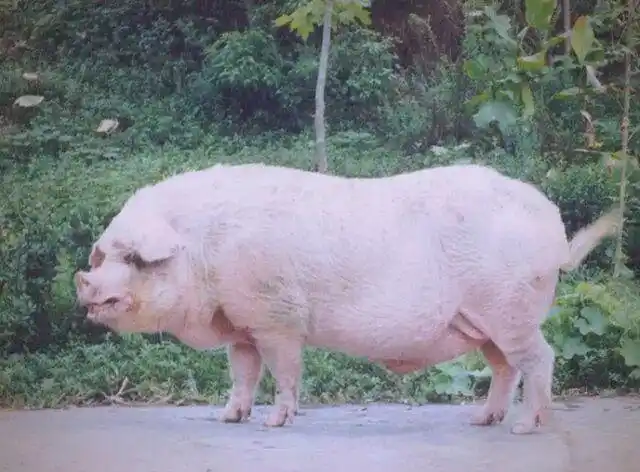 皖浙花猪特点_地方品种_中国地方猪种介绍