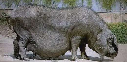 地方品种_中国地方猪种介绍_皖浙花猪特点