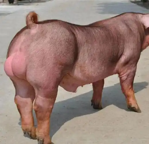 地方品种_皖浙花猪特点_中国地方猪种介绍