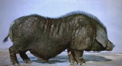 皖浙花猪特点_中国地方猪种介绍_地方品种