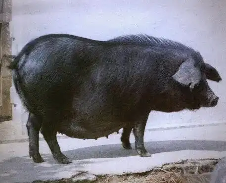 地方品种_皖浙花猪特点_中国地方猪种介绍