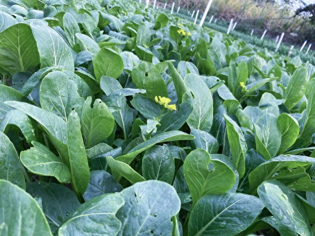 种菜人必知磷肥钾肥知识：钙镁磷肥等常见磷肥作用及用法