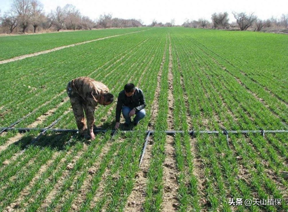 作物缺磷典型症状分析：从微观代谢到宏观表现