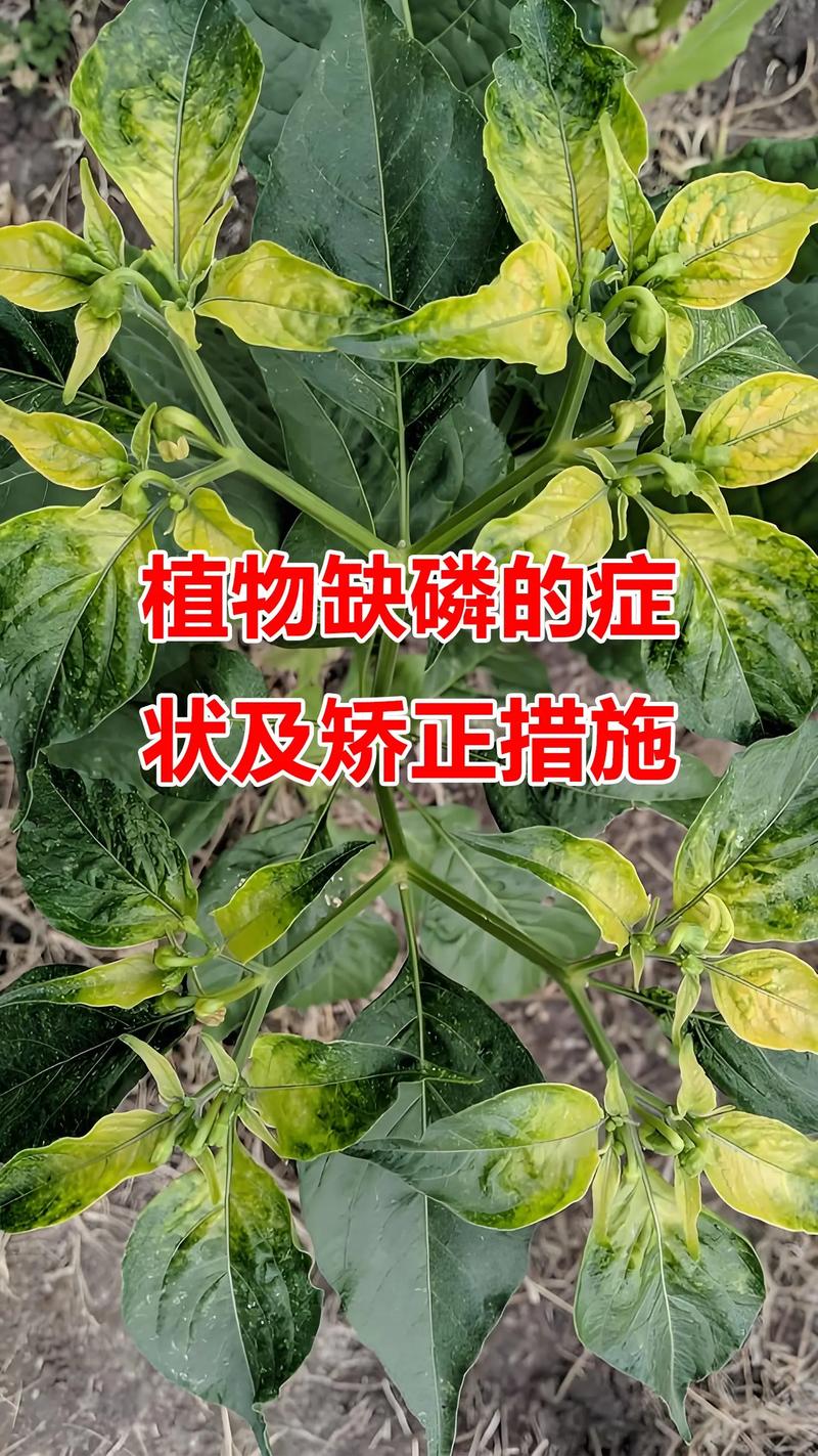 缺磷症候_钙镁磷肥的缺点_磷元素缺乏症状